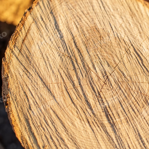 Preview: Texture of cut wood. Beautiful cracked natural wood background. Place for text.