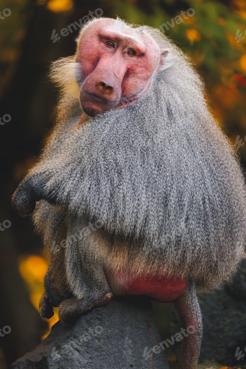 Preview: Baboon on a rock in autumn setting.