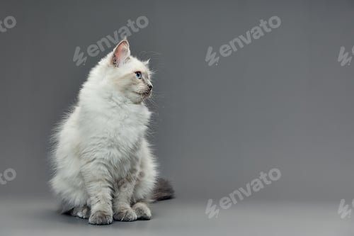 Preview: Portrait of a little white kitty on gray background, nice little kitten with big eyes , copy space
