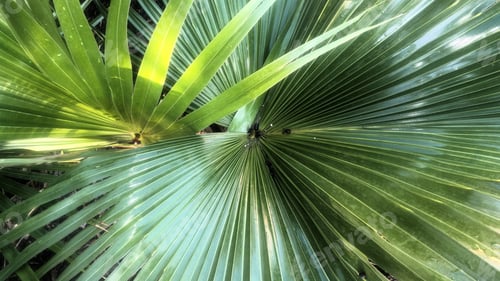 Preview: Twisted life of a beach palm.