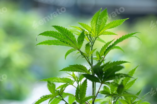 Preview: Green house and harvesting of cannabis weed hemp plants cultivation of marijuana farm laboratory