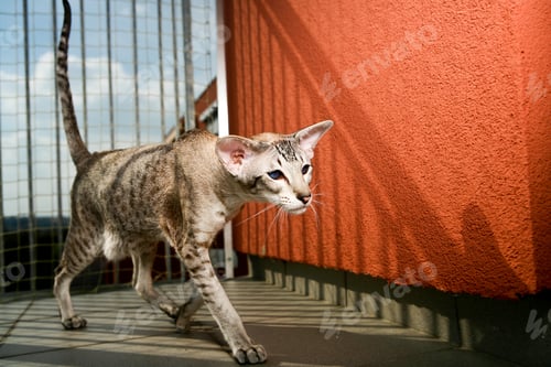 Preview: adorable siamese cat kitten with blue eyes walking around red wall