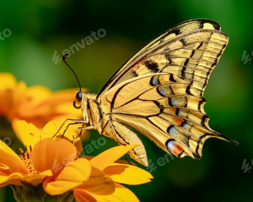 Preview: Yellow butterfly