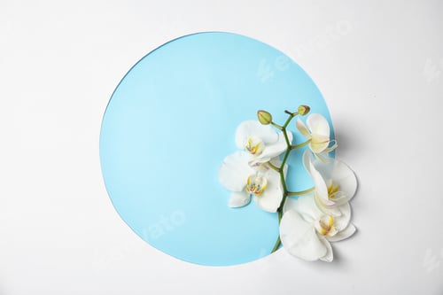 Preview: Branch with beautiful tropical orchid flowers on color background, top view. Space for text