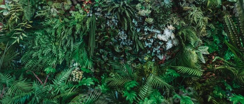 Vista previa: Close up group of background tropical green leaves texture and abstract background.