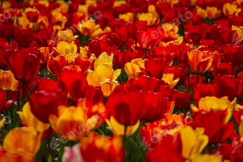 Preview: Spring flowers tulips close-up in the garden.
