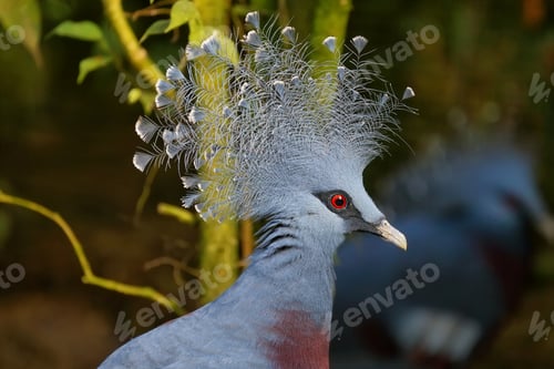 Preview: Crowned pigeon, scientific name Goura