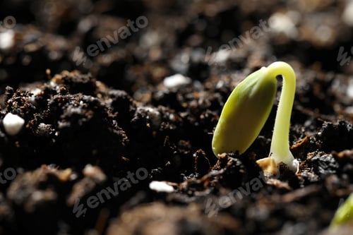 Preview: Little green seedling growing in soil, closeup. Space for text