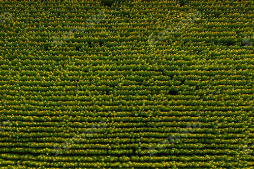 Preview: A big beautiful field of sunflowers view from the height of bird flight.Unusual photo of sunflowers
