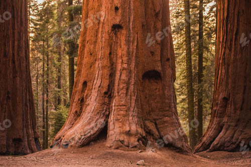 Preview: Giant Sequoia Trees