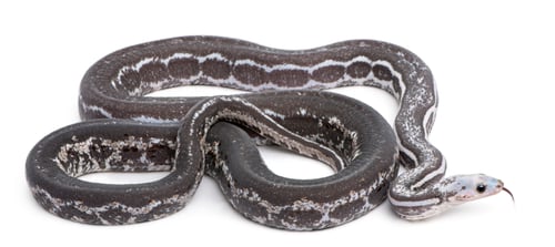 Preview: Scaleless Corn Snake, Pantherophis Guttatus, in front of white background