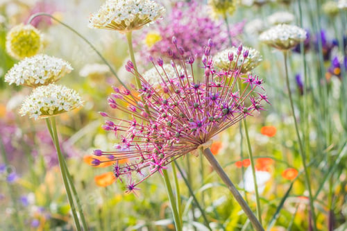 Preview: Close up of colourful flowerbed with Persian onion star of Persia (Allium cristophii) in sunny day