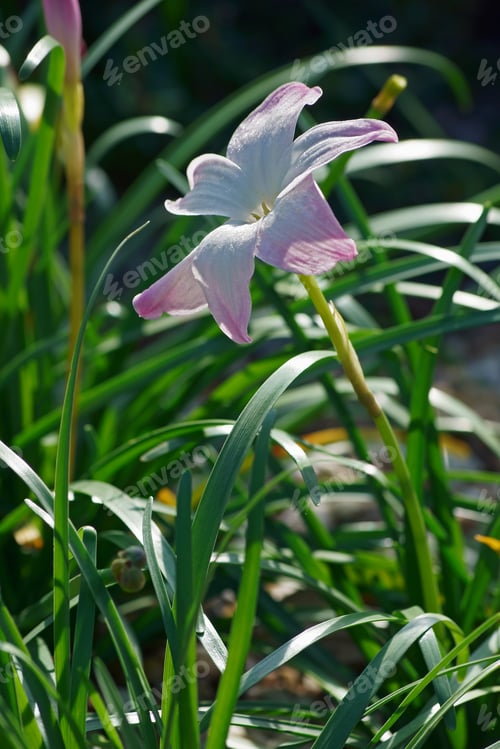 Preview: White Labuffarosa Rain Lily (Zephyranthes 'Labuffarosa'). Called La Bufa Rosa Goup Also.
