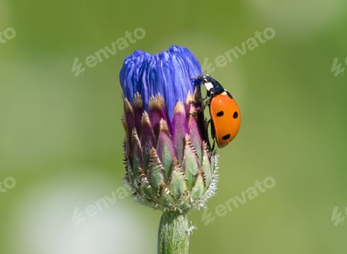 Preview: Ladybug on Blue Flower Bud