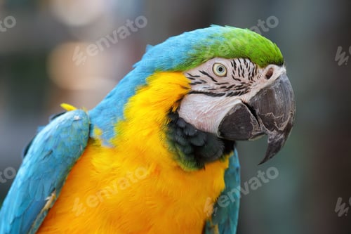 Preview: Macaw bird