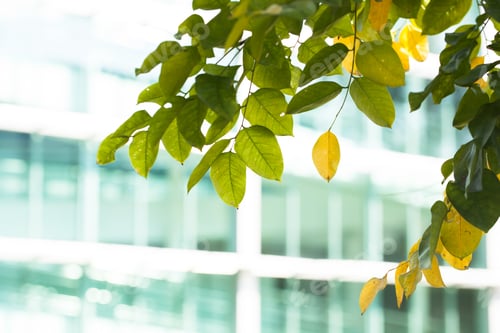 Preview: Leaves in foreground and glass building office blurred out in background