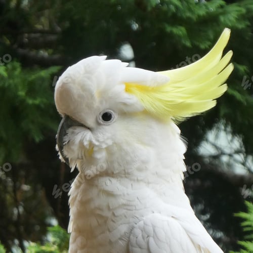 Preview: Sulphur-crested Cockatoo bird,side view