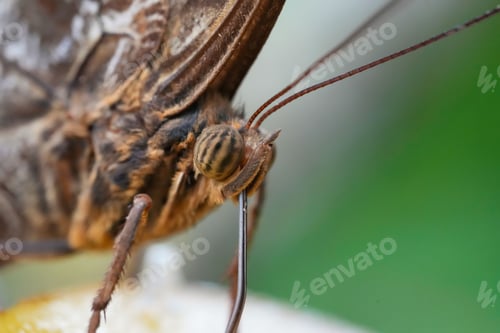 Preview: Closeup shot of an owl butterfly on the blurry background