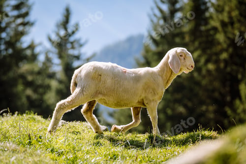 Preview: Baby white sheep is exploring a lush green field, grazing on the vegetation