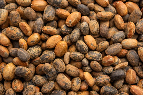 Preview: Jamalgota or Jayapala - Croton tiglium seed is an Ayurvedic medicine also known as purging croton