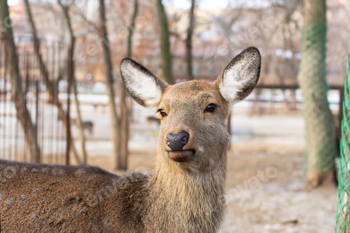 Preview: Female red deer, close-up portrait. Cultivation and breeding of wild animals in nature reserves.