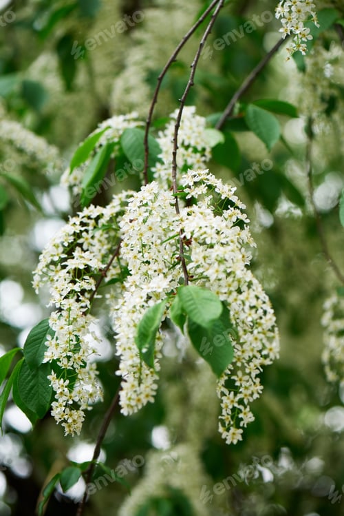 Preview: close-up view of beautiful blooming bird cherry tree