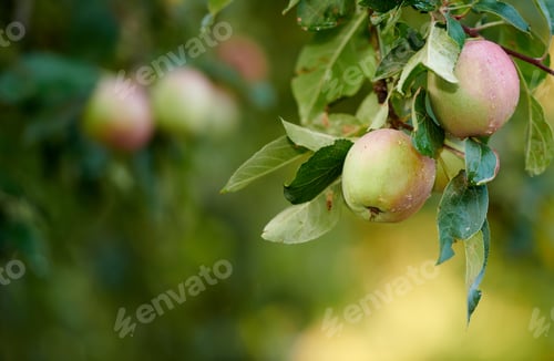 Preview: Beautiful apples in my garden. A photo of tasteful and beautiful apples.