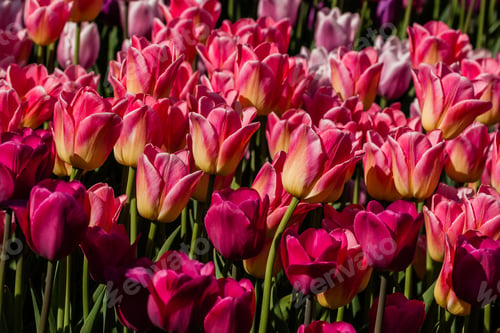 Preview: Macro of pink tulips on a background of green grass