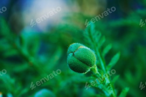 Preview: Poppies. Poppies in the countryside - Denmark.