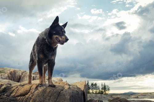 Preview: Dog looking out from rock on coast of Maine, USA