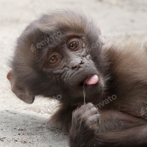 Preview: The gelada (Theropithecus gelada), sometimes called the bleeding-heart monkey or the gelada baboon
