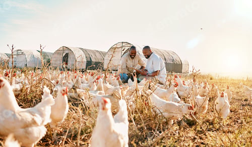 Preview: Men, agriculture checklist and chicken in sustainability farming, eco friendly or free range, indus