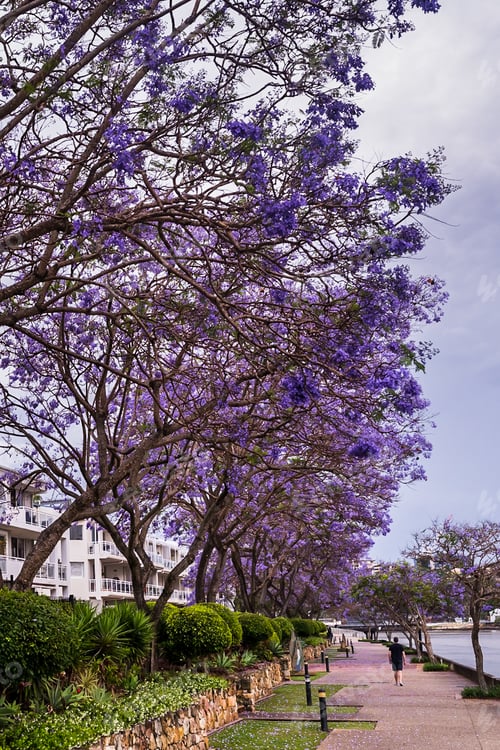 Preview: Australia's beautiful jacaranda trees in full blooms.