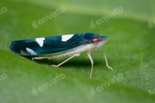 Preview: Small blue and red-eyed insect, perched on a tree leaf