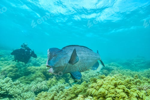 Preview: bumphead parrotfish spotted in moore reef in the great barrier reef
