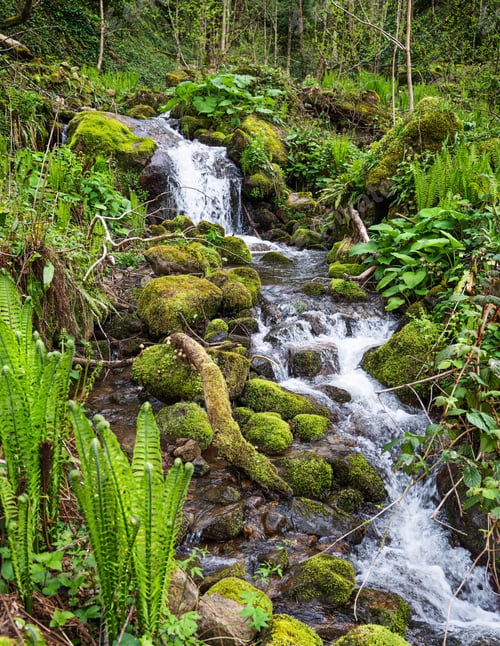 Preview: Waterfall cascade in tropical forest with stones and moss on summer sunny day.