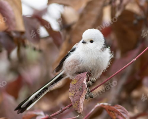 Preview: Long-tailed tit, Aegithalos caudatus. A bird sits on a branch of a bush with berries