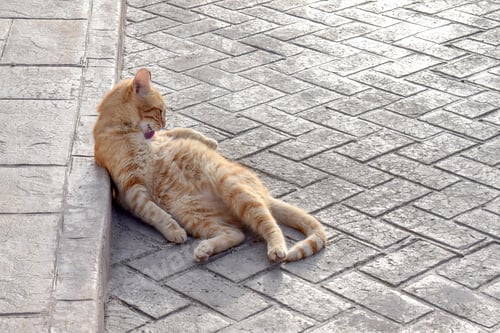 Preview: Ginger cat cleaning itself. Happy tabby cat sitting on the ground. beside the footpath.