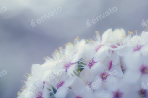 Preview: White flowers grown on a tree twig