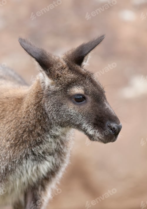 Preview: Wallaby