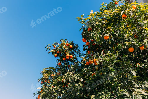 Preview: green orange trees with oranges on clear blue sky background, barcelona, spain