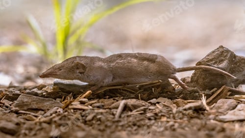 Preview: Lesser white toothed shrew in natural habitat