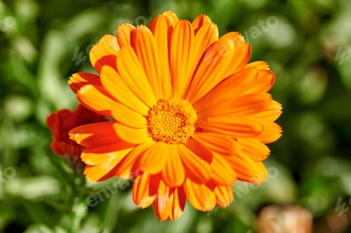 Preview: Close up of an orange flower of Calendula (Calendula officinalis), buttercup or marigold