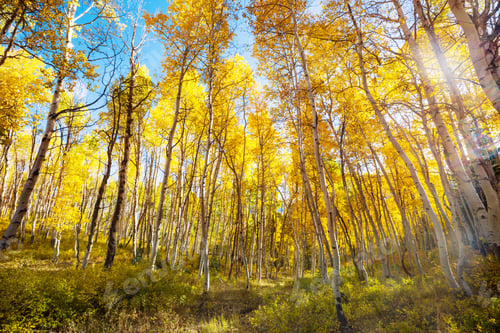 Preview: Autumn forest
