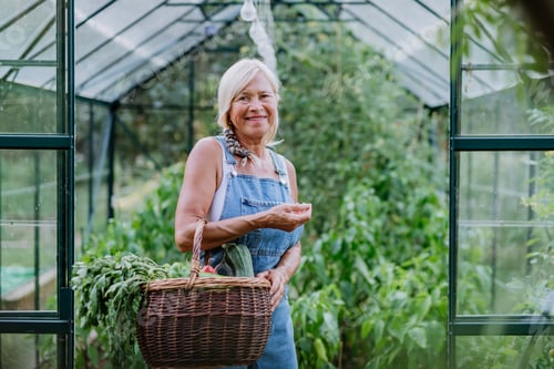 Preview: Senior woman farmer with harvested vegetables in basket, standying in front of greenhouse.