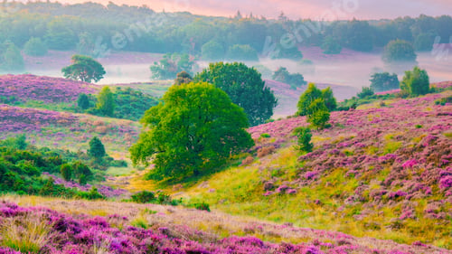 Preview: Posbank national park Veluwezoom, blooming Heather fields during Sunrise in the Netherlands