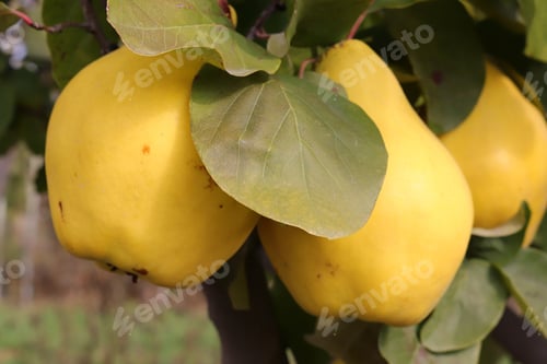 Preview: Ripe yellow quinces in the orchard