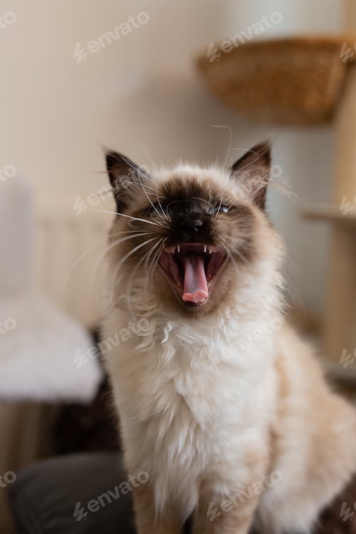 Preview: Portrait of a yawning cat resting indoors