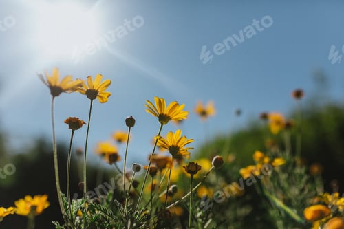 Preview: Yellow Daisies in a Field Under a Blue Sky