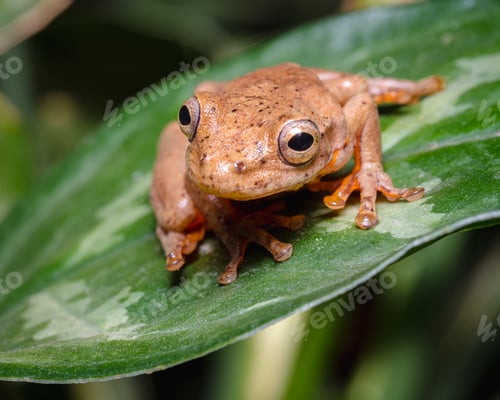Preview: Frog in jump position on a green leaf